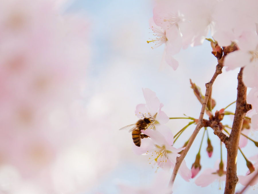 A bee on a blossom flower. 