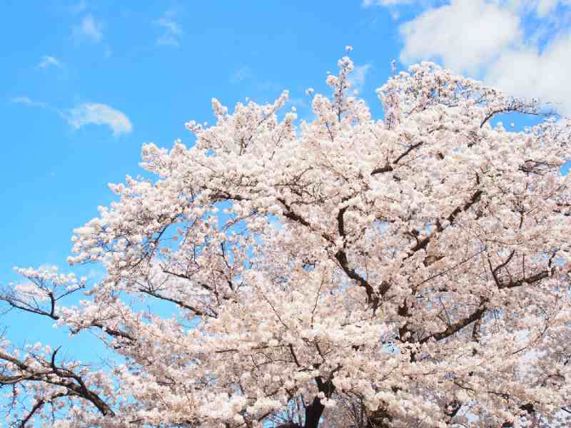 cherry blossom
