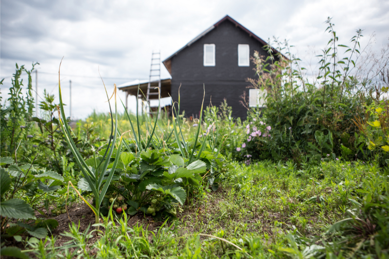 Backyard permaculture