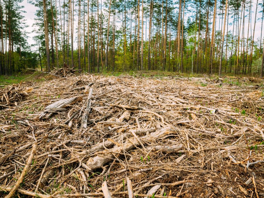 Loss of trees