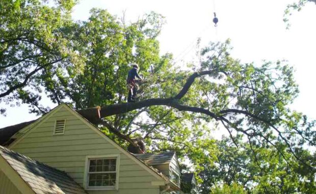 emergency tree removal from roof