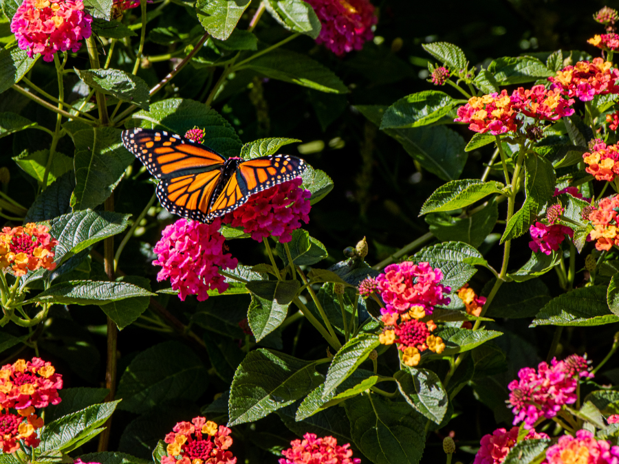 butterfly on flowers