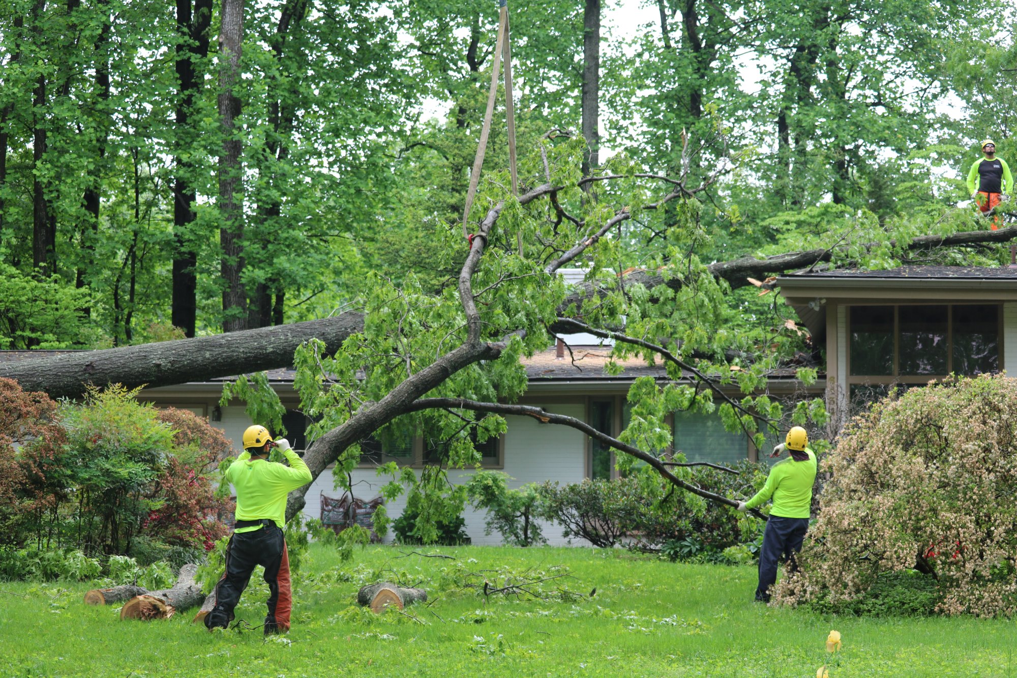 Why Do Trees Fall Down? How to Protect Your Trees and Home