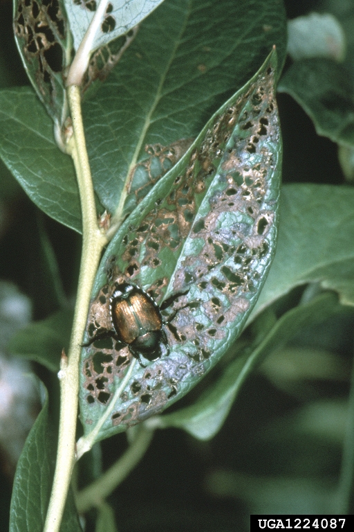 Japanese beetle (bugs that eat trees)