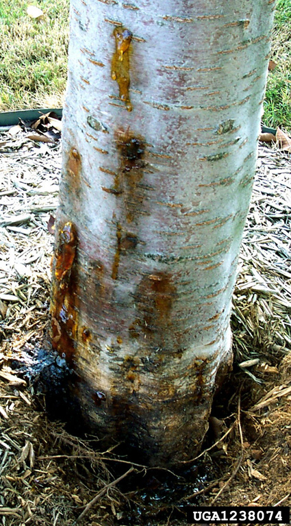 Gummosis from lesser peach tree borer (black bug on cherry tree)