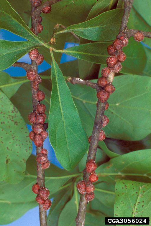 Scale insects (bugs that eat trees)