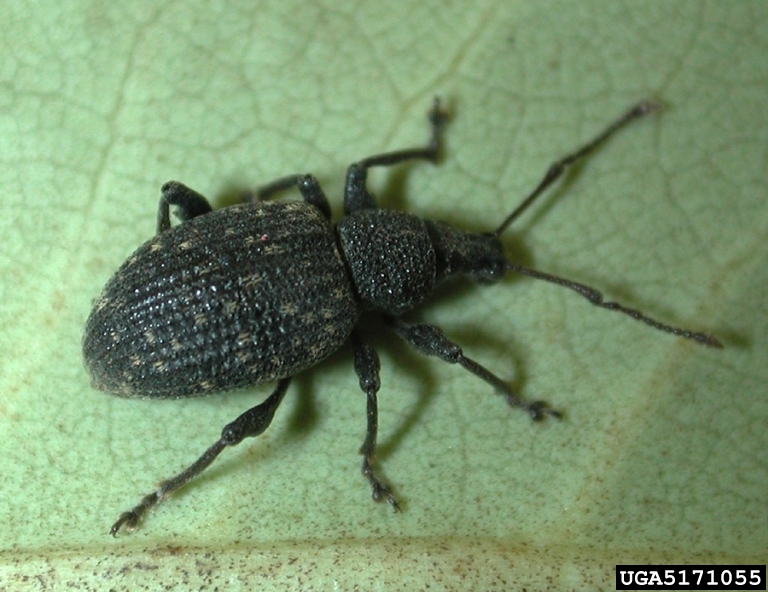 black bugs on trees