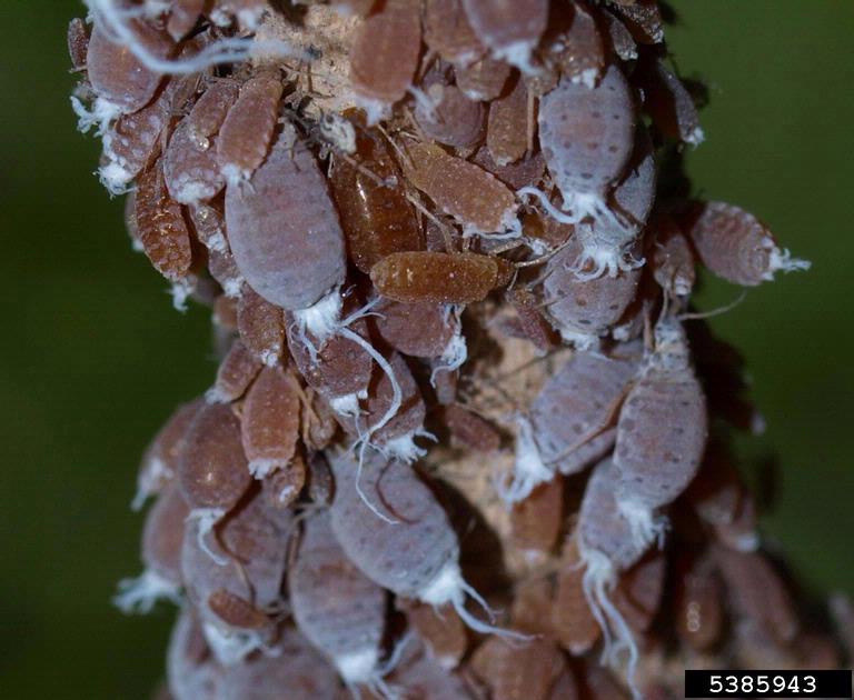 Wooly maple aphid (black bug on maple trees)