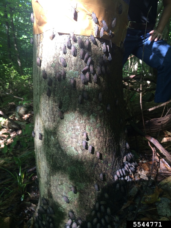 Spotted lanternfly (bugs that eat trees)