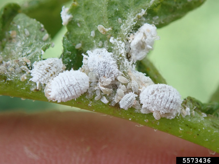 white bugs on trees