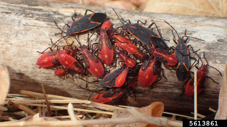 Red bugs on trees