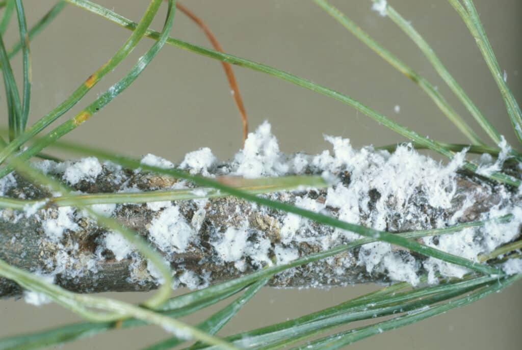 Pine Bark Adelgid