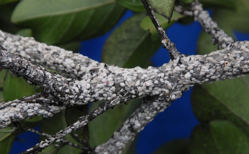 Scale Insects