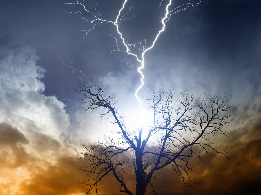 Tree struck by lightning