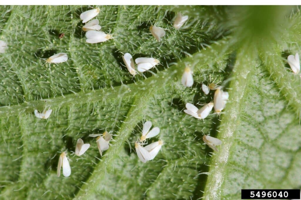Whiteflies