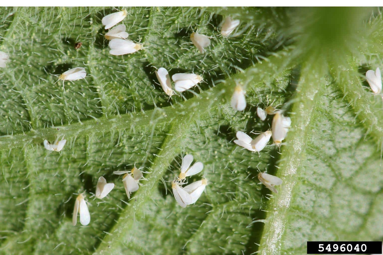White Bugs on Trees: A Guide - RTEC Treecare