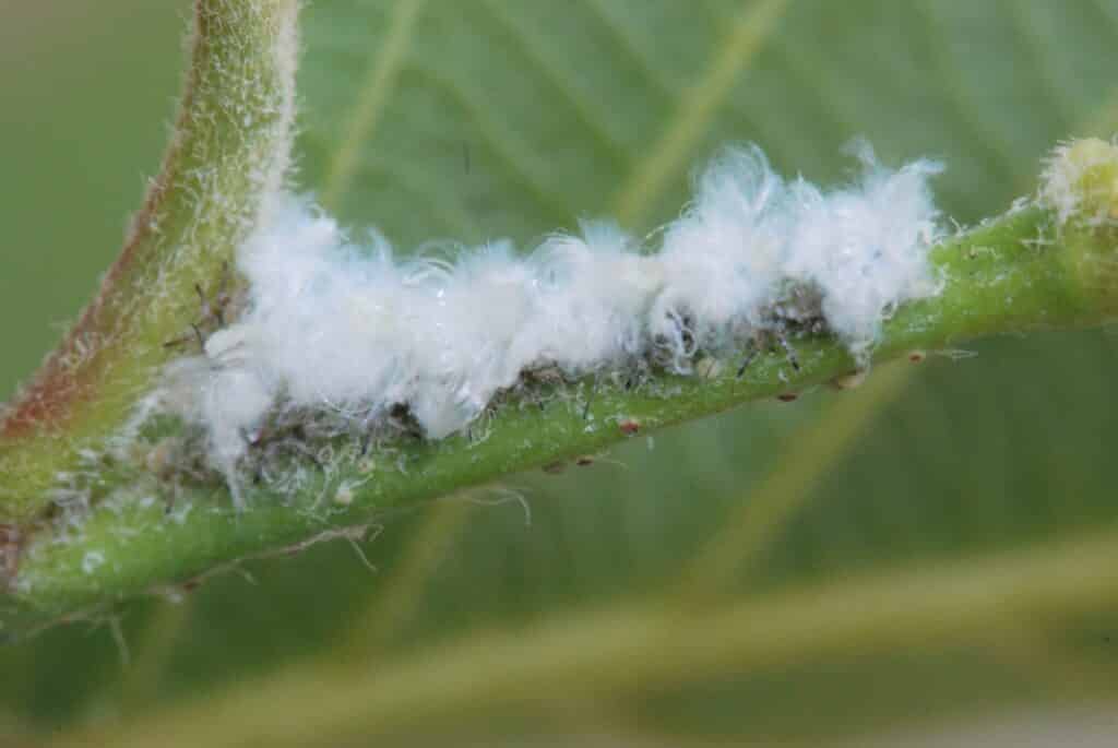 Woolly Alder Aphids