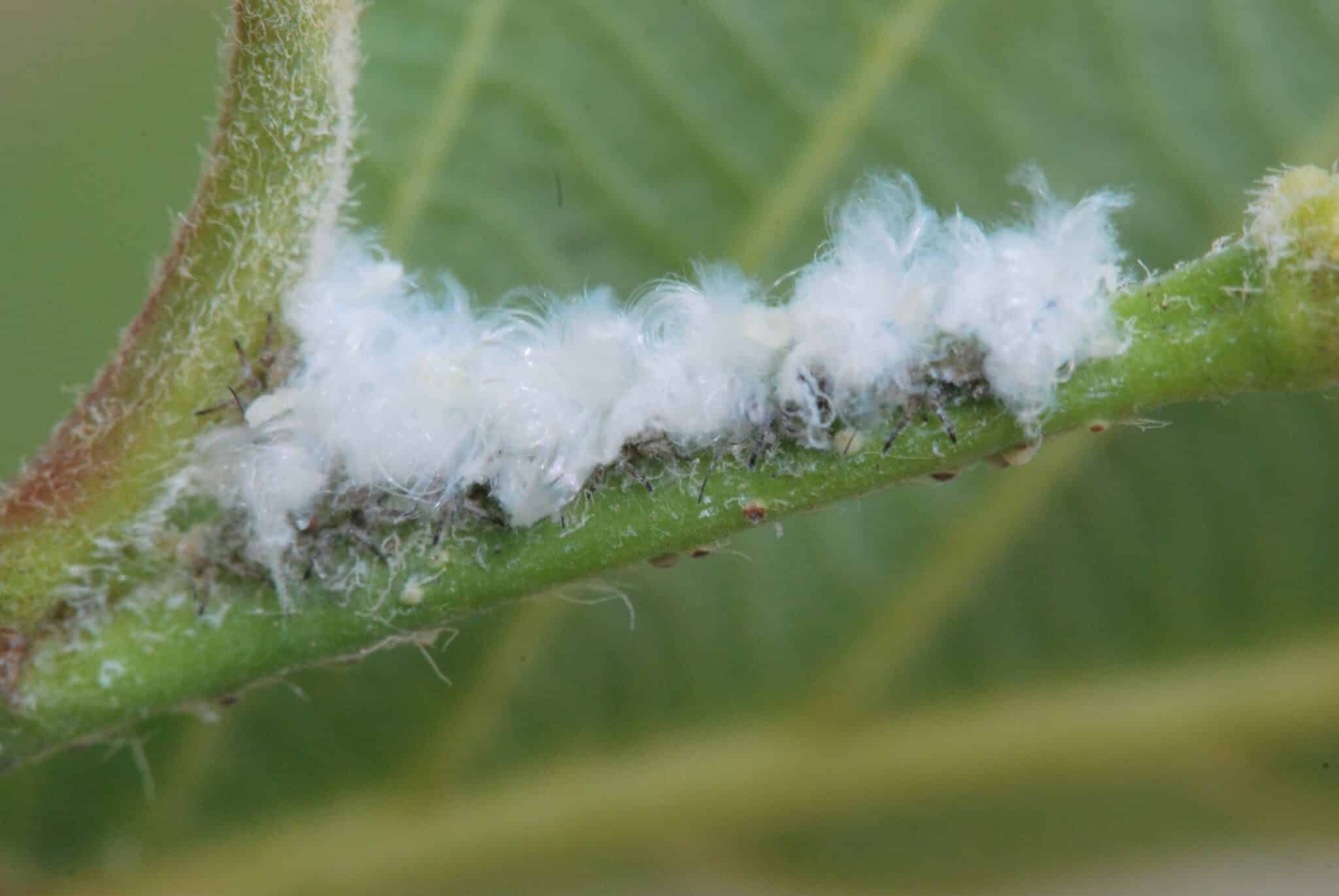 White Bugs on Trees: A Guide - RTEC Treecare