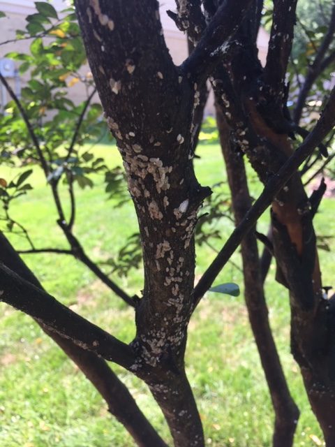 crape myrtle bark scale