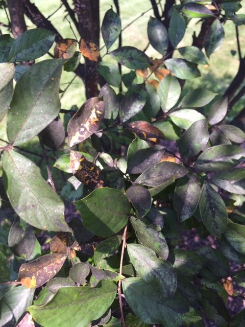 Sooty mold on crepe myrtle