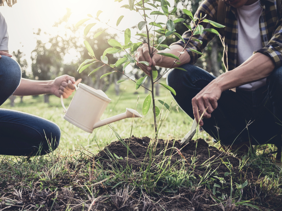 Watering a young tree. 