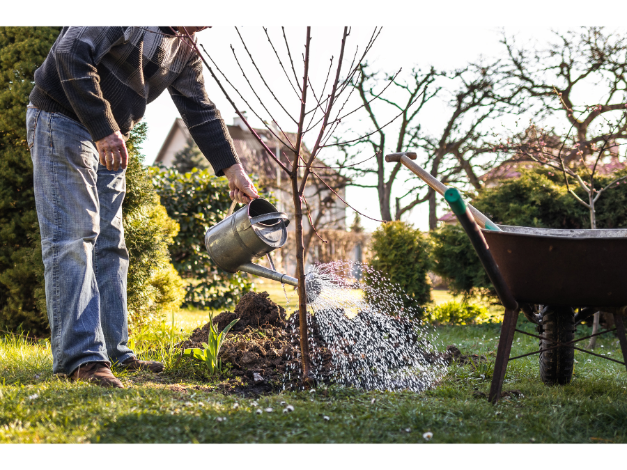 watering tree