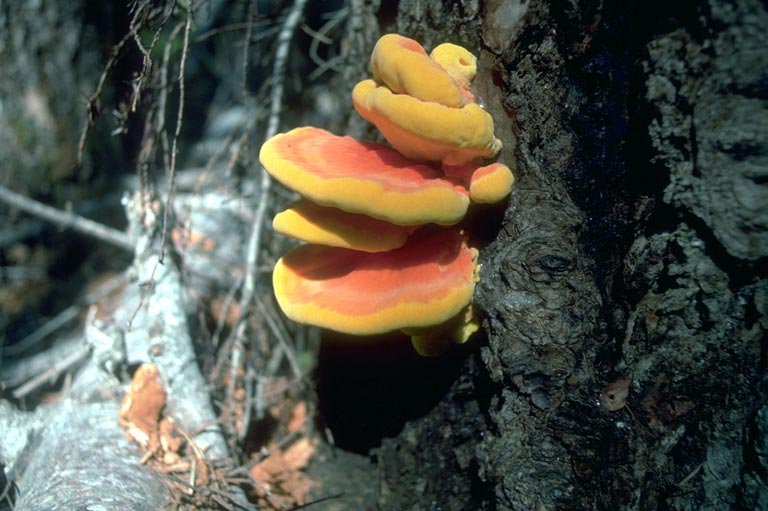 Mushroom Growing Around Trees