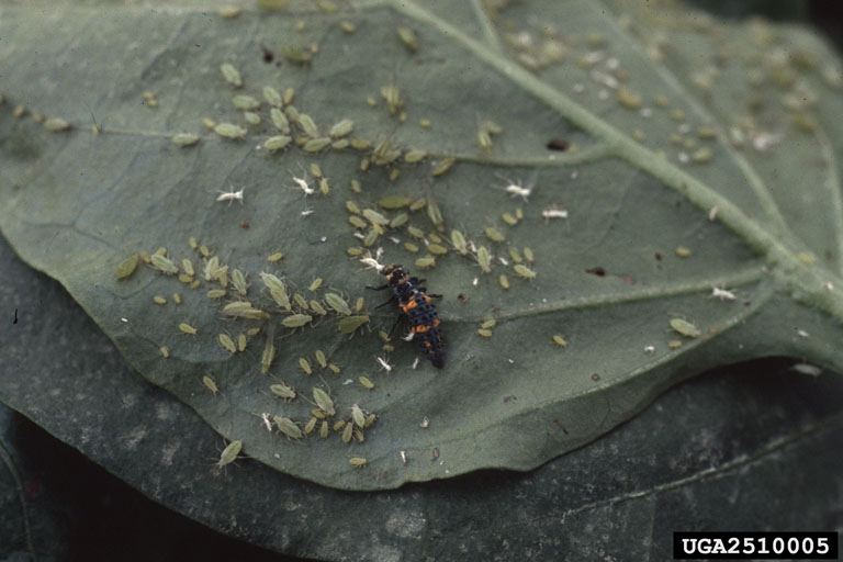 green aphid (green bug on tree)