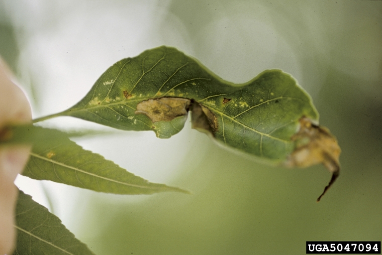 ash tree disease