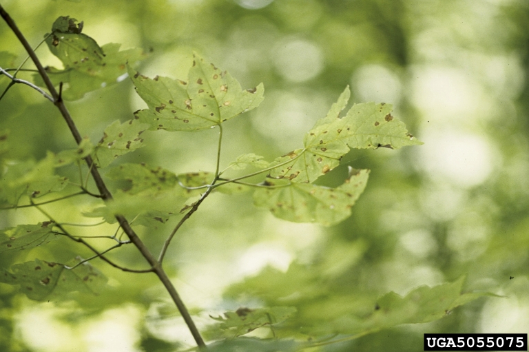 disease black spots on maple tree leaves (Phyllosticta Leaf Spot, Purple eye maple) 