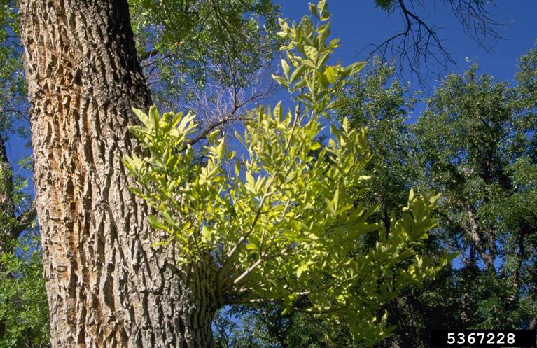 Ash yellows (ash tree disease)