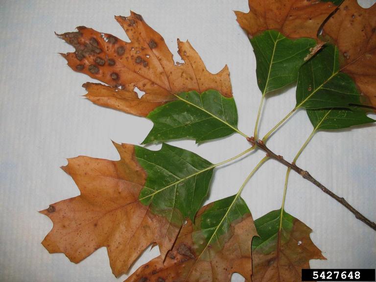 oak tree diseases pictures