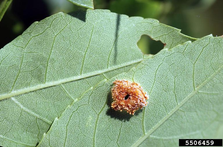 Ash rust (diseases of ash trees)