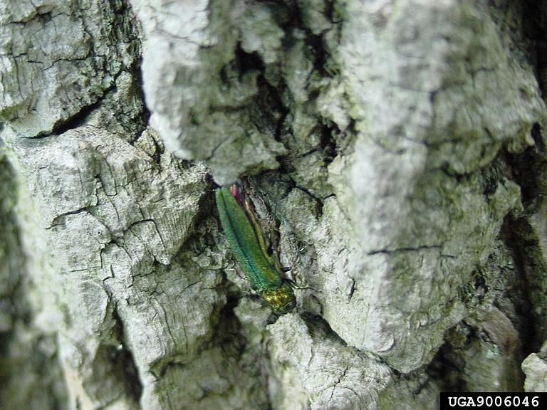 green bugs on trees (emerald ash borer beetle)