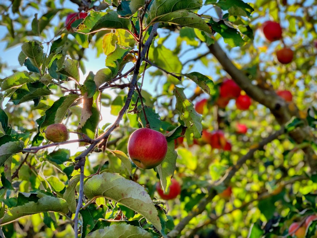 Apple tree care (fruit tree care)