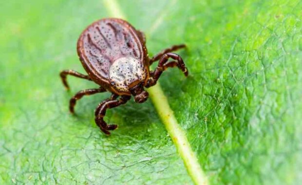 tick