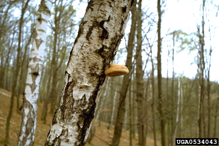 Diseased birch tree (heart rot)