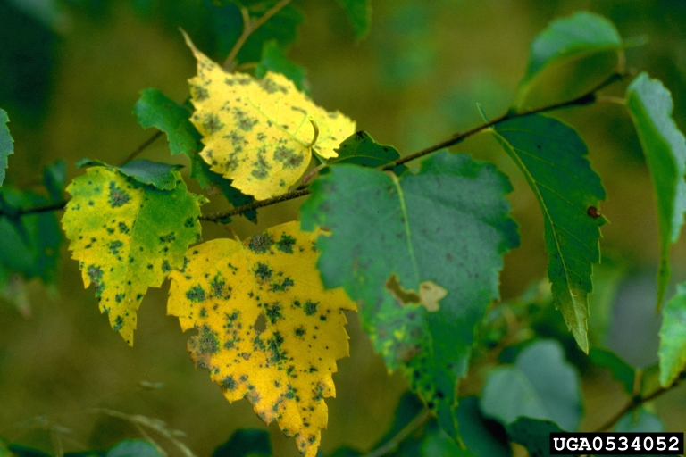 diseases of birch trees