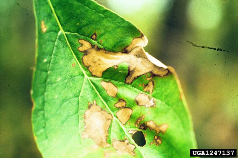 diseases on dogwood trees