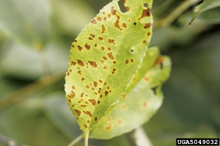 flowering cherry tree diseases pictures