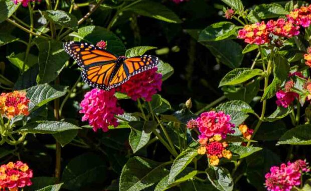 butterfly on flowers