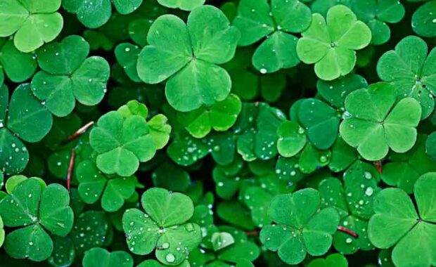 clover lawn
