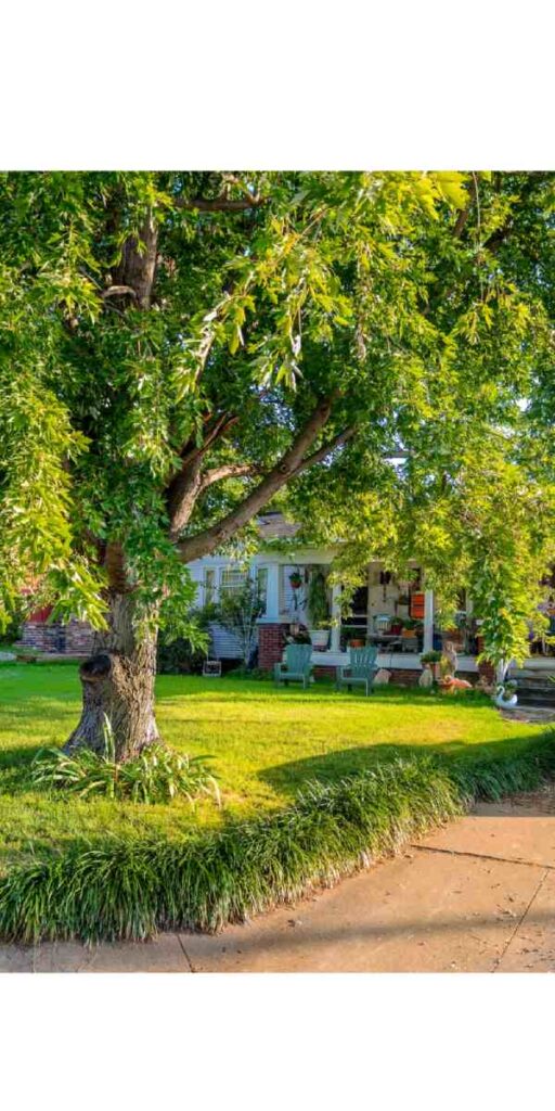 spring tree yard
