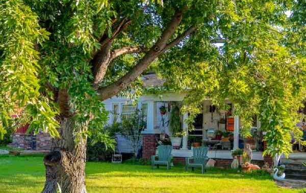 spring tree yard