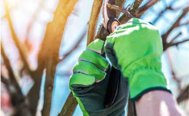 hand pruning