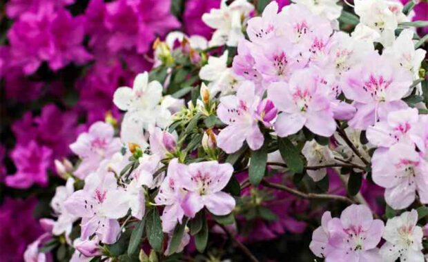 azaleas