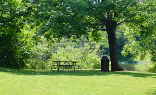 shady tree