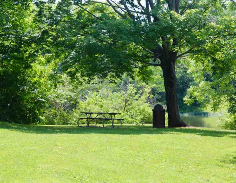 shady tree