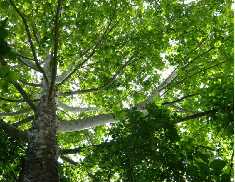 under shade tree