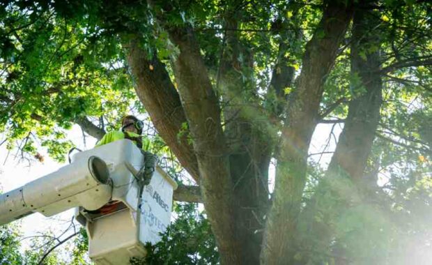 arborist